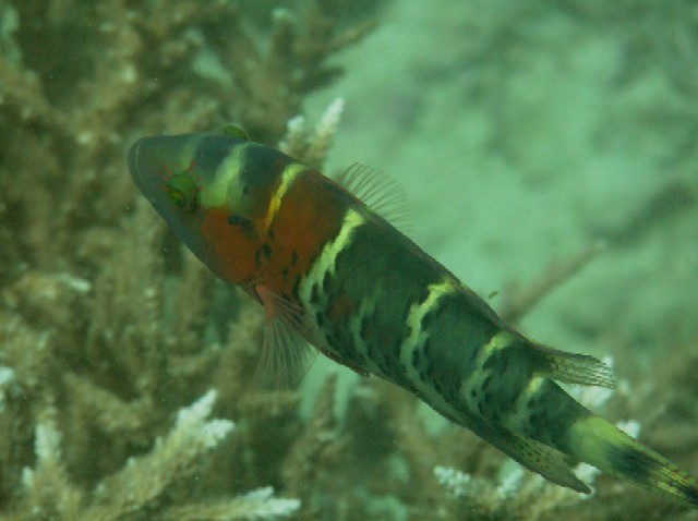 Cheilinus fasciatus 00241.JPG